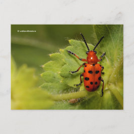 Asparagus Beetle op Lady's Mantle Briefkaart