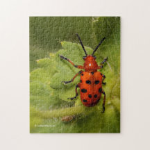 Asparagus Beetle op lef