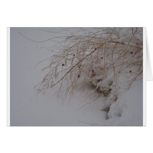 Asparagus gaat zaaien (Voorkant Horizontaal)