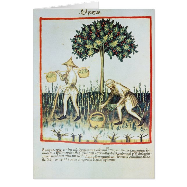 Asparagus Pickers, 13de eeuw (Voorkant)
