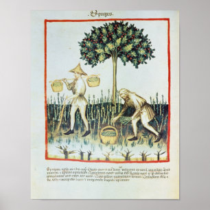 Asparagus Pickers, 13de eeuw Poster