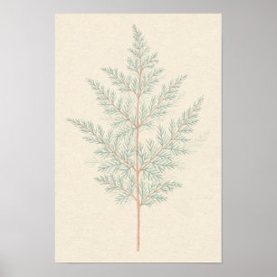 Asparagusvaren botanische studieposter poster