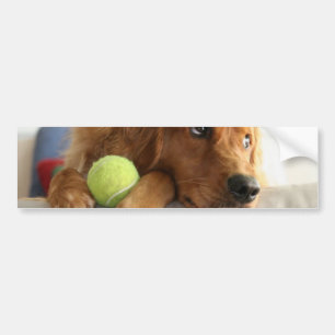 ASPCA-Hond Bumpersticker