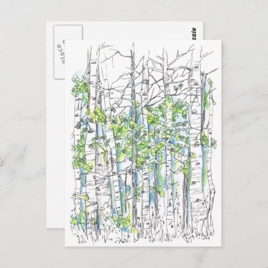 Aspen Birch Trees Pen en inkttekening Briefkaart (Voorkant / Achterkant)