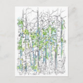 Aspen Birch Trees Pen en inkttekening Briefkaart (Voorkant)