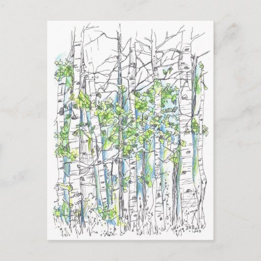 Aspen Birch Trees Pen en inkttekening Briefkaart (Voorkant)