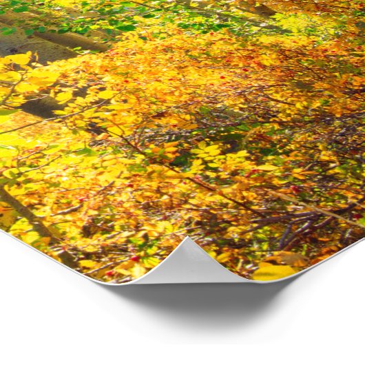 Aspen-bomen in de Herfst | Sierra Nevada bergen, C Poster (Hoek)