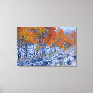 Aspen bomen in de valkleuren, Bighorn Mountains, Canvas Afdruk