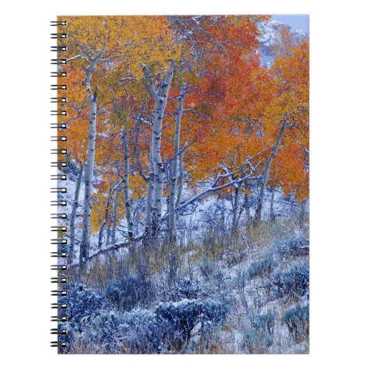 Aspen bomen in de valkleuren, Bighorn Mountains, Notitieboek (Voorkant)