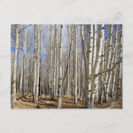 Aspen Bomen in Winter Briefkaart