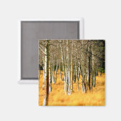 aspen bomen magnet (Voorkant / Achterkant)