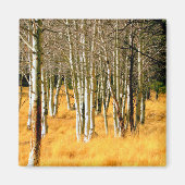 aspen bomen magnet (Voorkant)