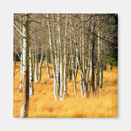 aspen bomen magnet (Voorkant)