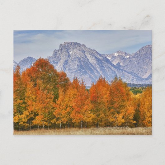 Aspen bomen met de bergketen Teton Briefkaart (Voorkant)