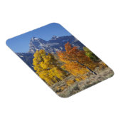 Aspen bomen met de Teton-bergketen Magneet (Rechterzijde)
