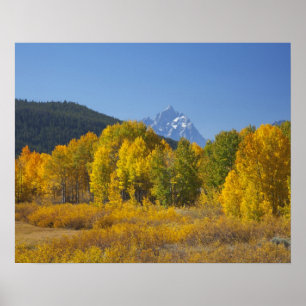 Aspen bomen met de Teton-bergketen Poster