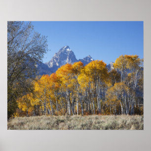 Aspen bomen met de Teton-bergketen Poster
