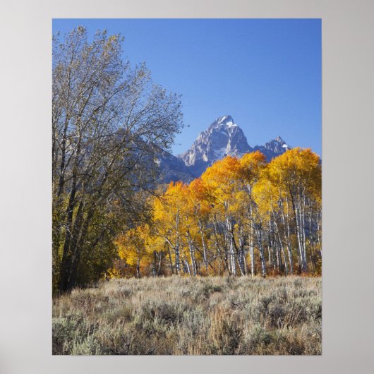 Aspen bomen met de Teton-bergketen Poster (Voorkant)