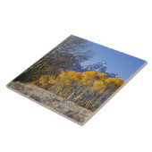 Aspen bomen met de Teton-bergketen Tegeltje (Zijkant)