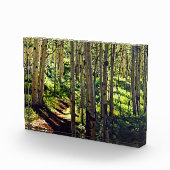 Aspen Bomen van de Colorado Rocky Mountain Fotoblokken (Rechts)