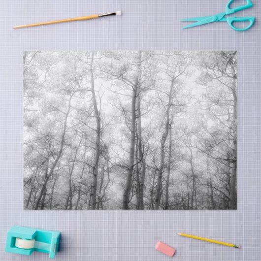 Aspen-bomen - zwart en wit tissuepapier (Craft)