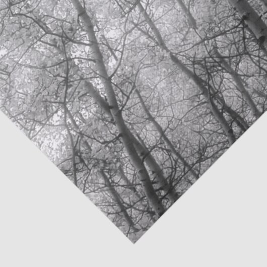 Aspen-bomen - zwart en wit tissuepapier (Detail)