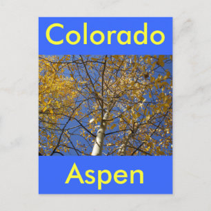 Aspen boom kijkt omhoog door gele bladeren. briefkaart