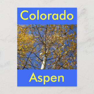 Aspen boom kijkt omhoog door gele bladeren. briefkaart
