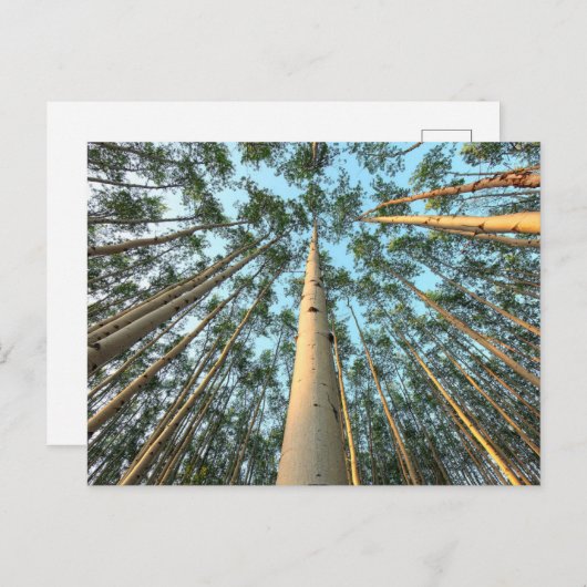 Aspen boomstammen en bladeren, Yukon Briefkaart (Voorkant / Achterkant)