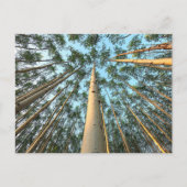 Aspen boomstammen en bladeren, Yukon Briefkaart (Voorkant)