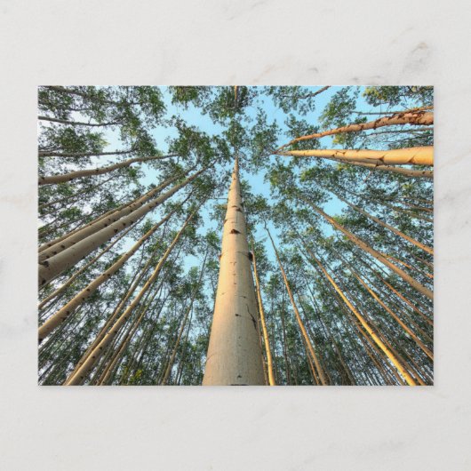 Aspen boomstammen en bladeren, Yukon Briefkaart (Voorkant)
