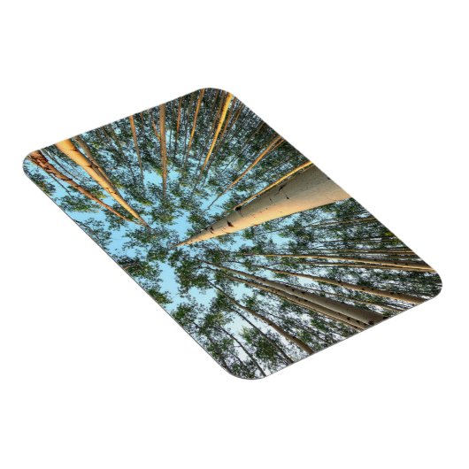 Aspen boomstammen en bladeren, Yukon Magneet (Rechterzijde)