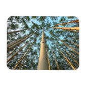 Aspen boomstammen en bladeren, Yukon Magneet (Horizontaal)