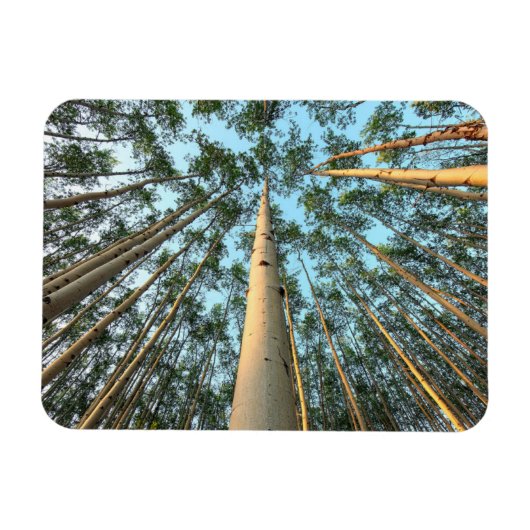 Aspen boomstammen en bladeren, Yukon Magneet (Horizontaal)