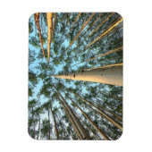 Aspen boomstammen en bladeren, Yukon Magneet (Verticaal)