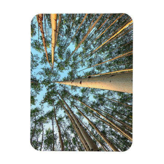 Aspen boomstammen en bladeren, Yukon Magneet (Verticaal)
