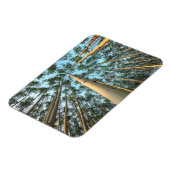 Aspen boomstammen en bladeren, Yukon Magneet (Linkerzijde)