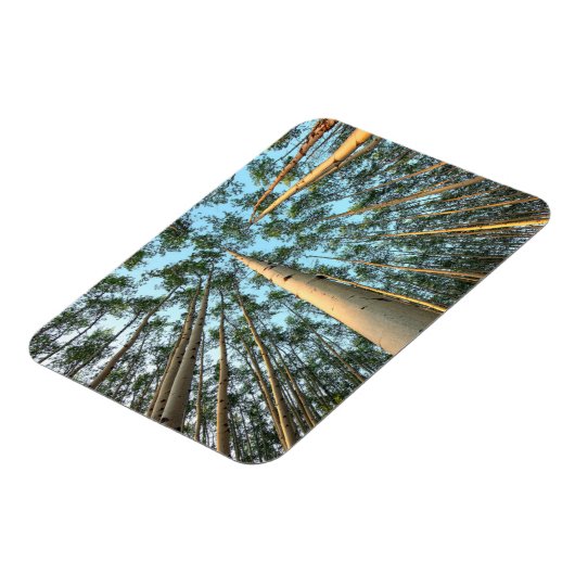 Aspen boomstammen en bladeren, Yukon Magneet (Linkerzijde)