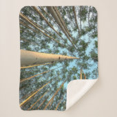 Aspen boomstammen en bladeren, Yukon Sherpa Deken (Voorkant)