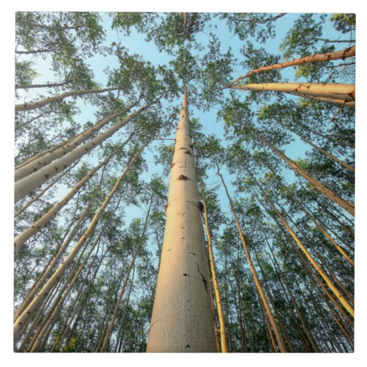 Aspen boomstammen en bladeren, Yukon Tegeltje (Voorkant)