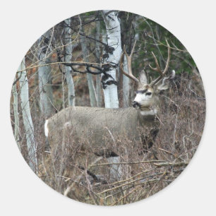 Aspen buck ronde sticker