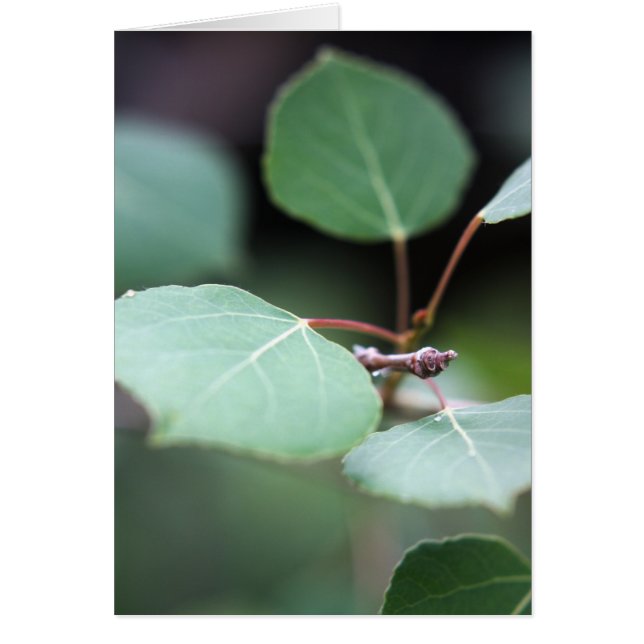 Aspen Closeup (Voorkant)