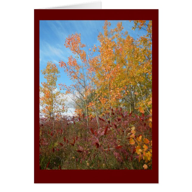 Aspen en Sumac tegen de witte Wisconsin Sky Blank  (Voorkant)