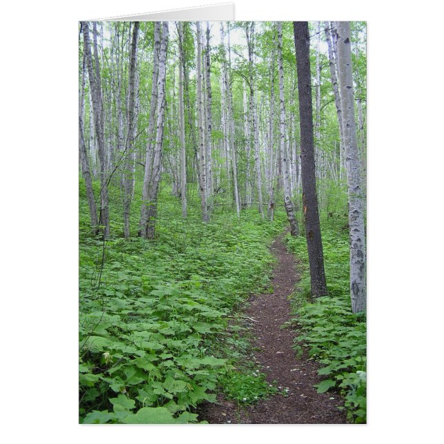 Aspen Forest, BC (Voorkant)