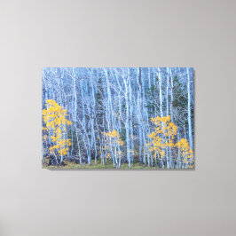 Aspen Forest Canvas Afdruk