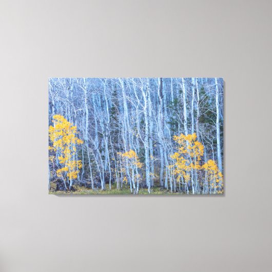 Aspen Forest Canvas Afdruk (Voorkant)