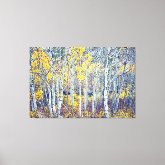 Aspen Forest Canvas Afdruk (Voorkant)