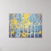 Aspen Forest Canvas Afdruk (Voorkant)