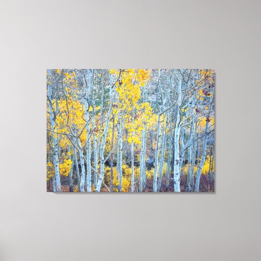 Aspen Forest Canvas Afdruk (Voorkant)