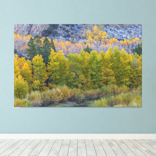 Aspen Forest in de herfst Canvas Afdruk (Insitu (Houten vloer))